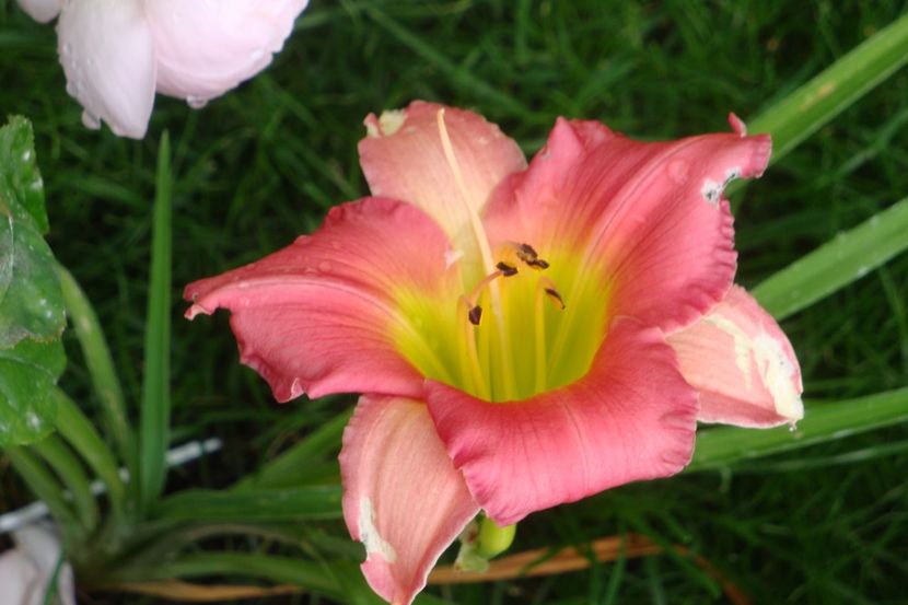  - Hemerocallis