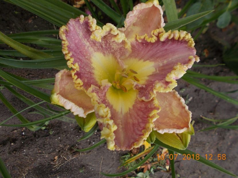 -4p?? - Hemerocallis 2018