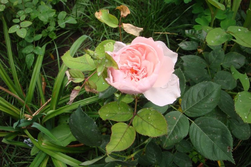  - The Alnwick Rose