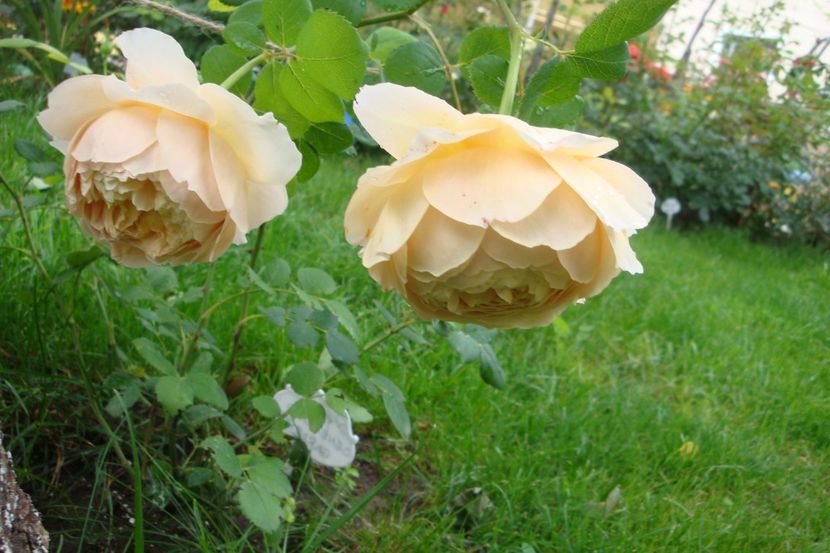  - The Generous Gardener