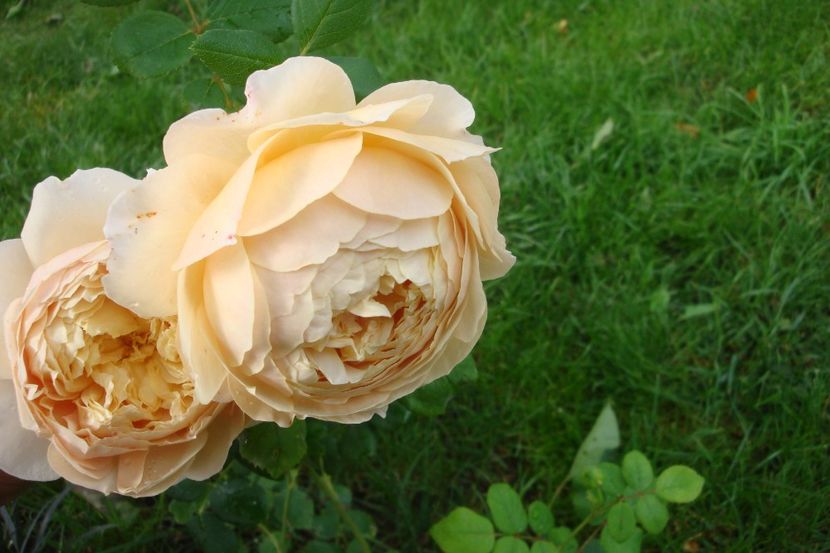  - The Generous Gardener