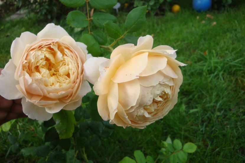  - The Generous Gardener