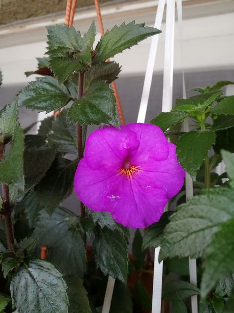  - Achimenes 2018