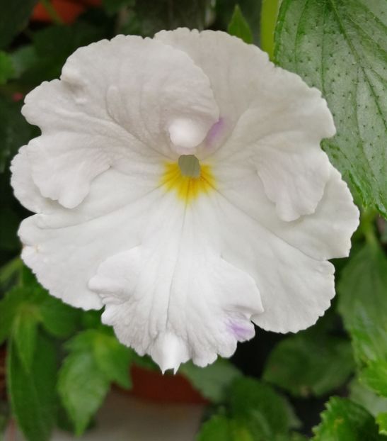 White Glory - Achimenes 2018