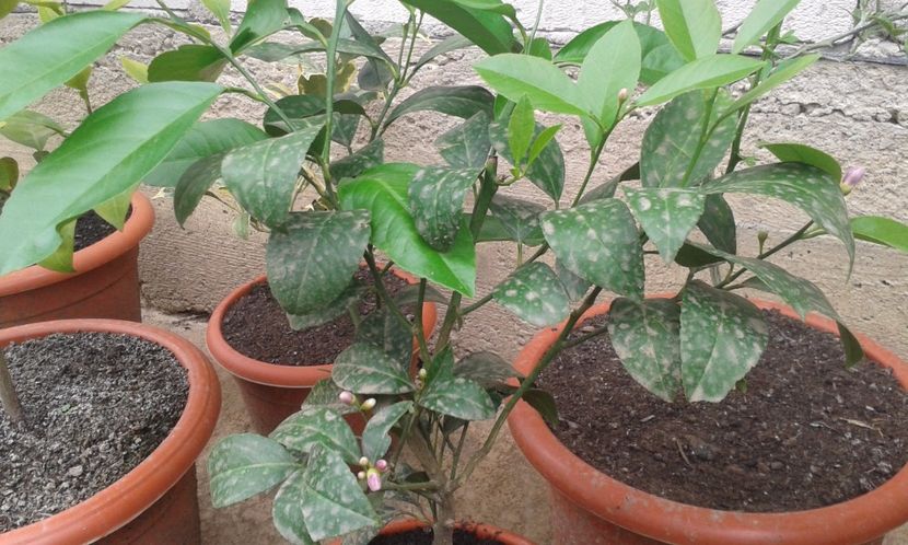 Lămâi meyer - Plantele mele 2018