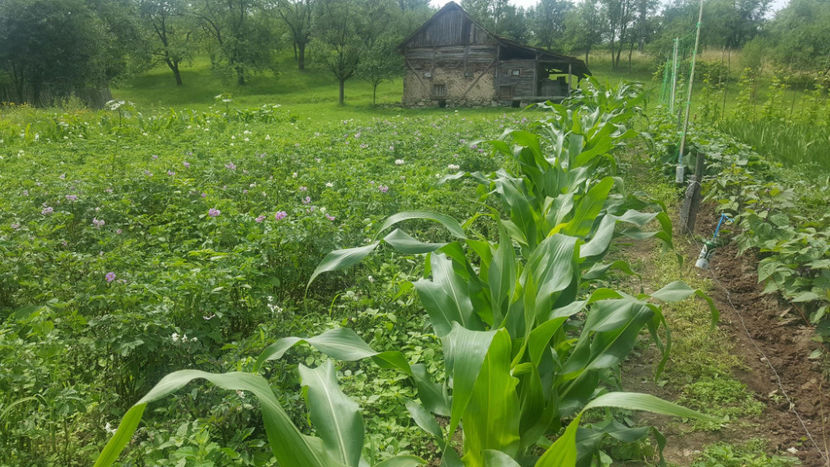  - RASADURI si RECOLTA