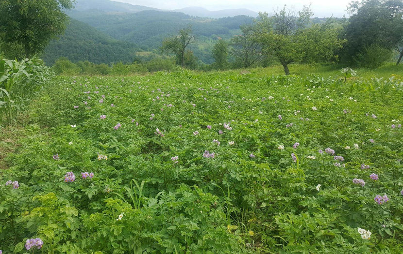  - RASADURI si RECOLTA