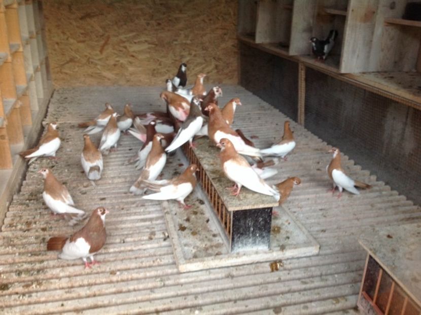 Picture-5_0 - Pagi de Iasi 2018