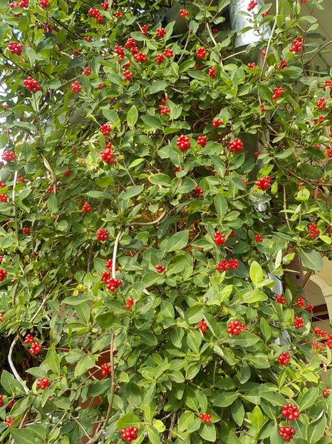  - lonicera