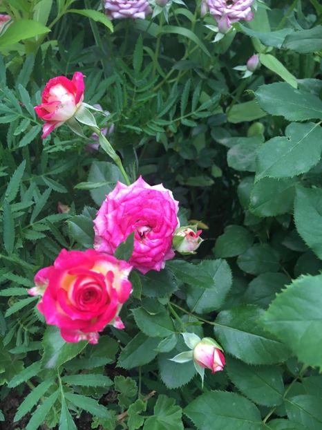 E5913FFD-C489-4C4E-8ED9-E7730FE033F5 - Trandafiri mini