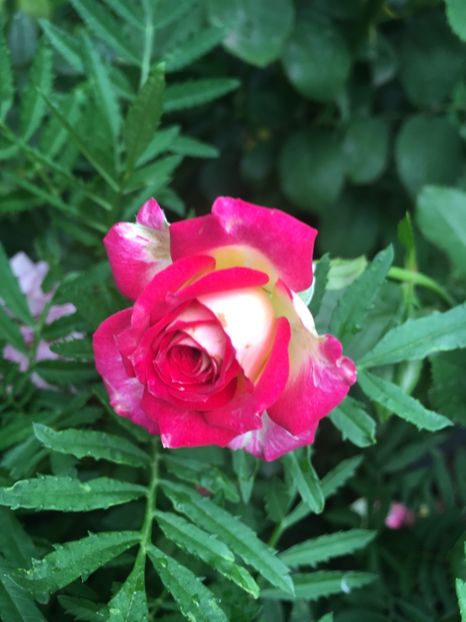 BE424E83-14E0-4A3E-873B-0E012625224F - Trandafiri mini