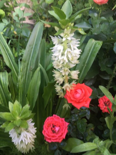 771ADFBC-BEA8-4FD4-B2E9-5B1B0ADA34E9 - Trandafiri mini