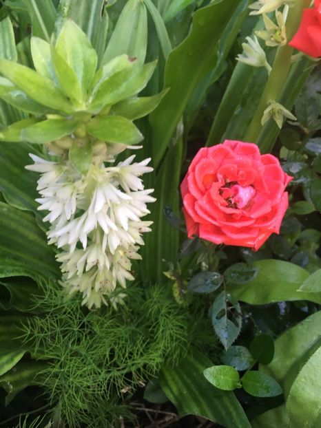 A5F3C54B-DBF0-49A5-93A0-0A286C776B6E - Trandafiri mini