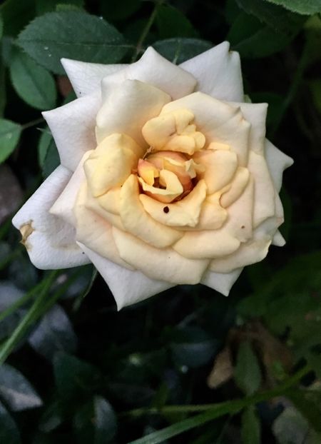 51F443A5-E373-4952-A695-8BFDA1DB1BA2 - Trandafiri mini