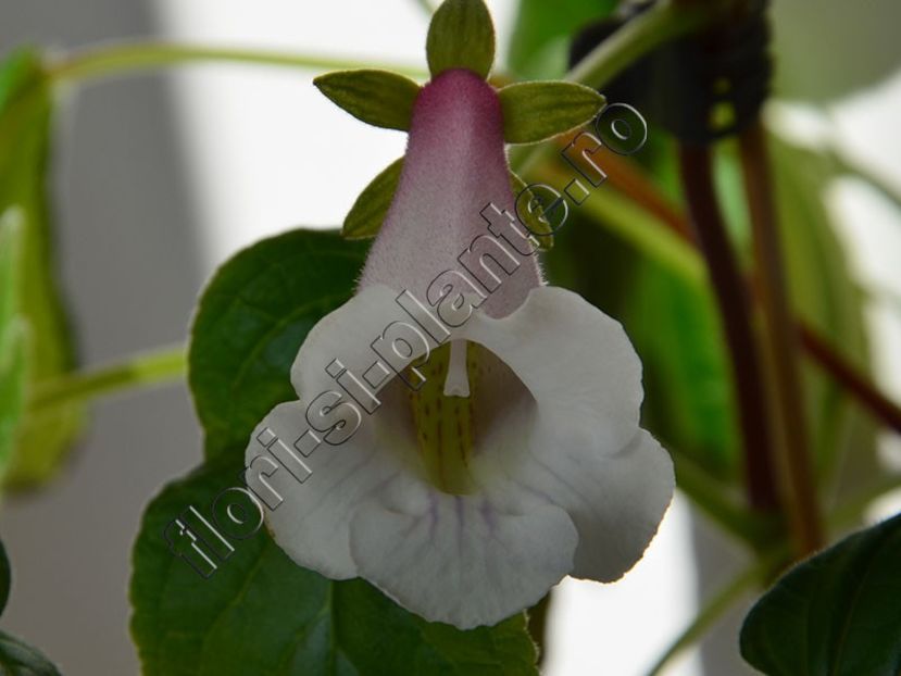 Sinningia Luci's Pink cloud 2 - GLOXINIA_SINNINGIA - Hibrizii mei -My hybrids