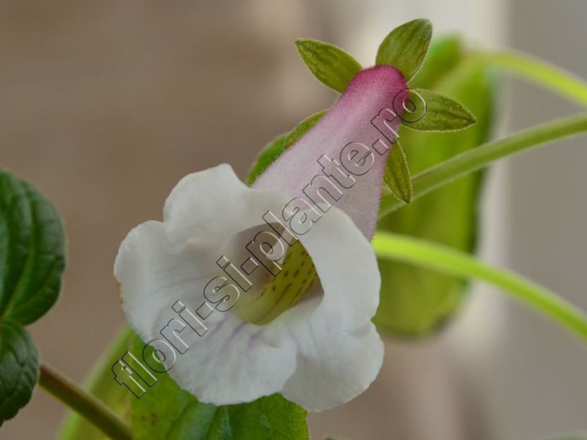 Sinningia Luci's Pink cloud 3 - GLOXINIA_SINNINGIA - Hibrizii mei -My hybrids