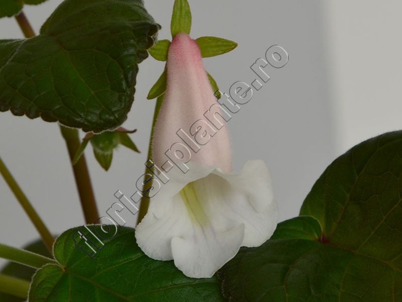 Sinningia Luci's Reflections of Pearl 3 - GLOXINIA_SINNINGIA - Hibrizii mei -My hybrids