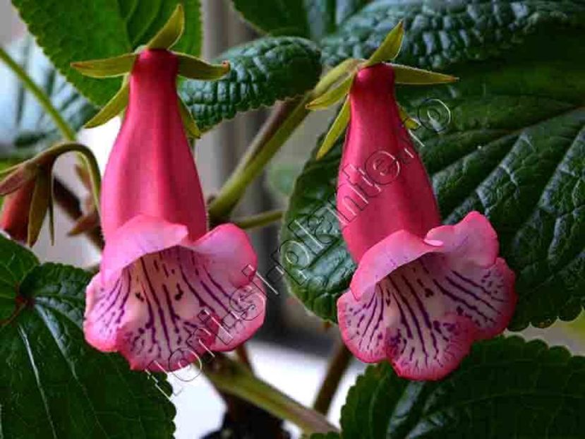 Sinningia Luci's Pink Fondant 15 - GLOXINIA_SINNINGIA - Hibrizii mei -My hybrids