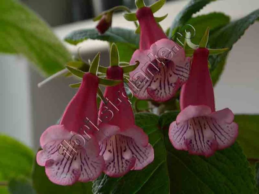 Sinningia Luci's Pink Fondant 17 - GLOXINIA_SINNINGIA - Hibrizii mei -My hybrids