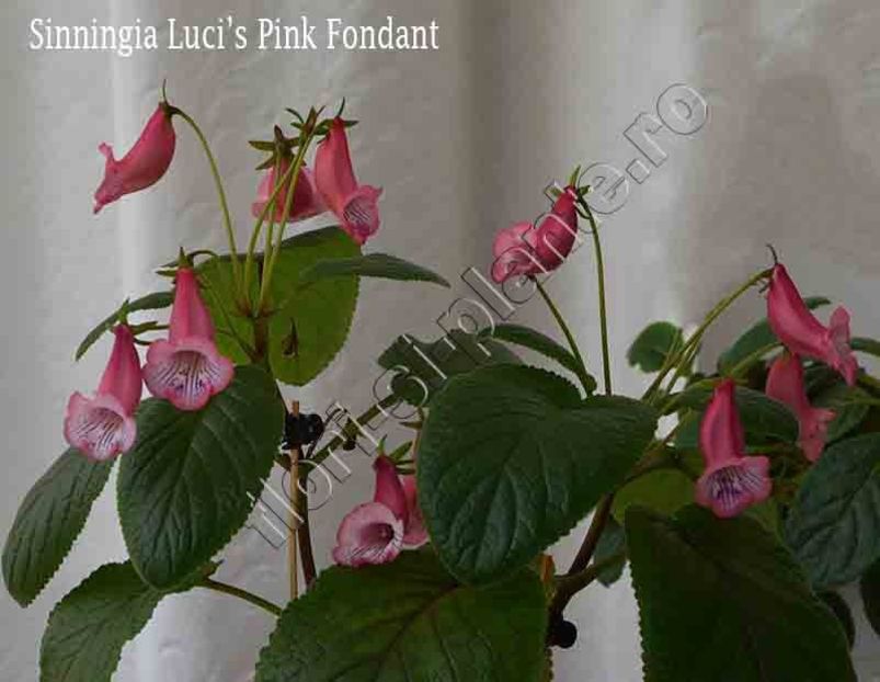 Sinningia Luci's Pink Fondant 18 - GLOXINIA_SINNINGIA - Hibrizii mei -My hybrids