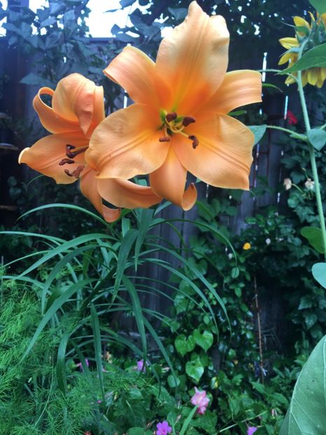 D41A356D-9224-4EDD-9427-28C73963FEFF - Crini in gradina