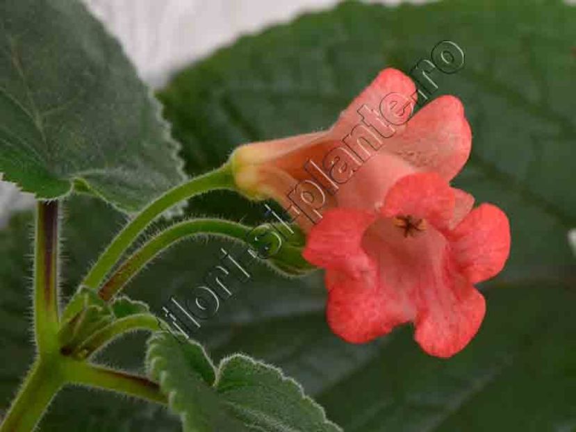 Sinningia Smiling Dolphin 2 - GLOXINIA _ SINNINGIA 2