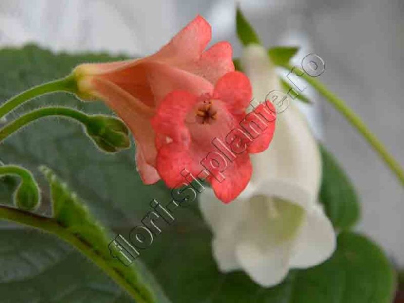 Sinningia Smiling Dolphin 3 - GLOXINIA _ SINNINGIA 2