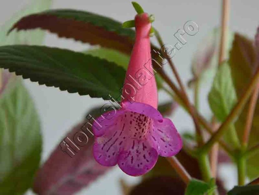 Sinningia Anonima Taiwan 8 - GLOXINIA _ SINNINGIA 2