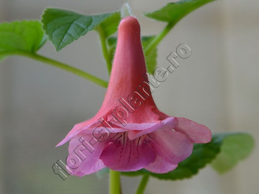Sinningia EW's Hercules 3 - GLOXINIA _ SINNINGIA 2