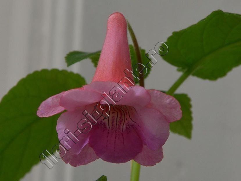 Sinningia EW's Hercules 5 - GLOXINIA _ SINNINGIA 2