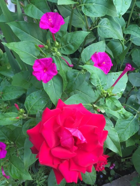 Dame de coeur - Trandafiri 2018 III