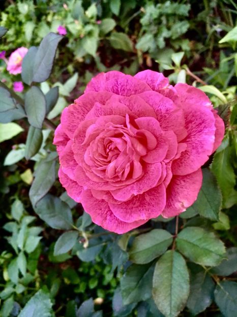 5B915780-EC1E-4D98-803F-0364B78C17AE - Trandafiri 2018 III