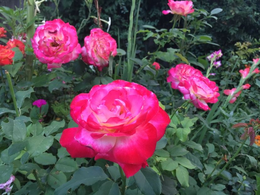 DD - Trandafiri 2018 III