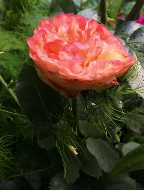 4CDC2DC2-1C82-4B43-9280-361651B6BE05 - Trandafiri 2018 III