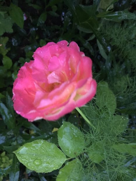 72F55491-8BFF-4FEE-A701-4317FB3201FF - Trandafiri 2018 III