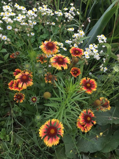 64B39DF0-88B2-43E8-8F1D-7E5F74F5BBA7 - Flori la balta 2018