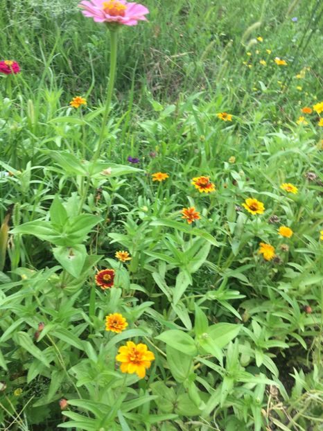 F9DF866E-E799-4A05-8C3D-C769BC833E02 - Flori la balta 2018