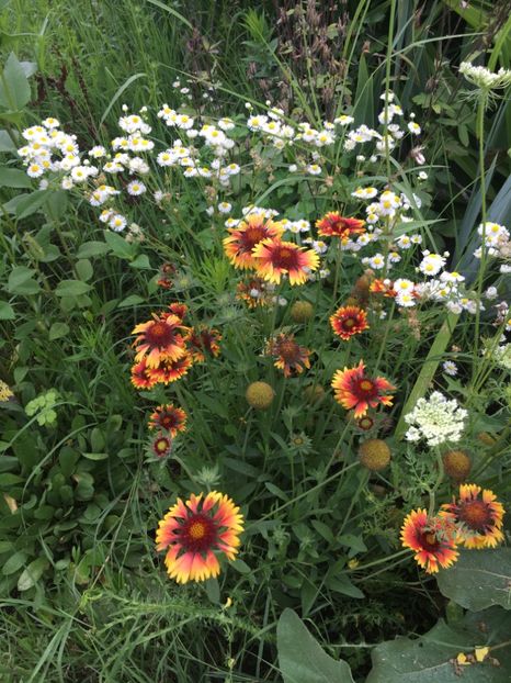 821D62B5-470B-4F07-8E00-37A7C427F26B - Flori la balta 2018