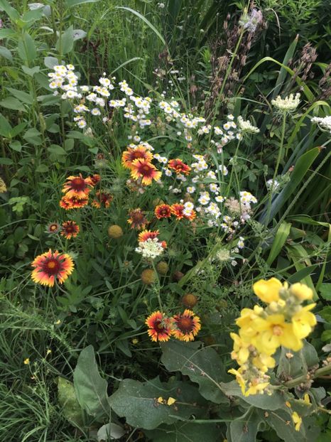 22A21101-03CB-4EEC-A3E8-FBFAEDB9BC60 - Flori la balta 2018