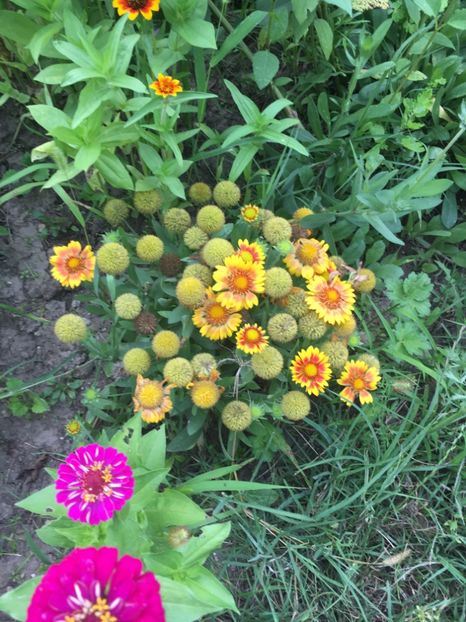 A0F278E2-625E-4397-9255-C5B53510E8A7 - Flori la balta 2018