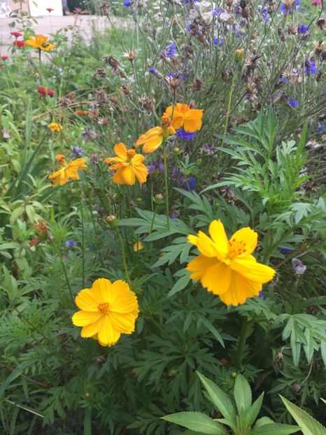 5BDD2426-7CAE-4DD9-96B9-E6A39373A304 - Flori la balta 2018