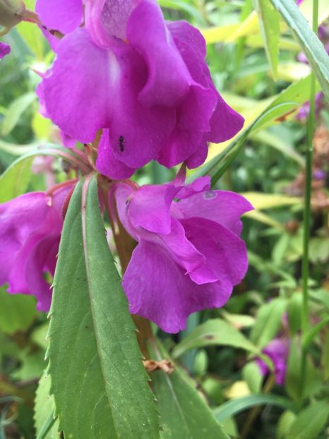 0929B652-27A3-4912-B8C8-05756F7060B8 - Flori la balta 2018