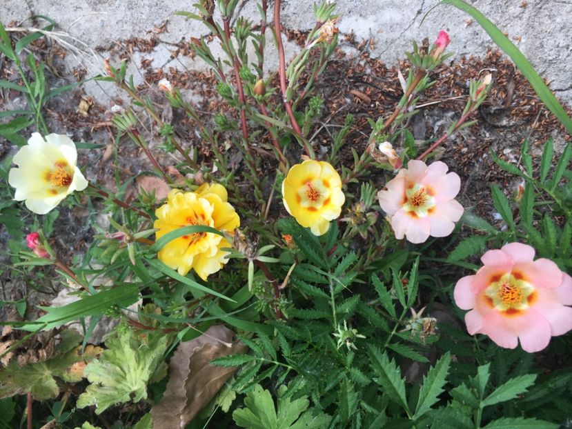 84560198-0FD8-468F-8914-3543571427F5 - Flori la balta 2018