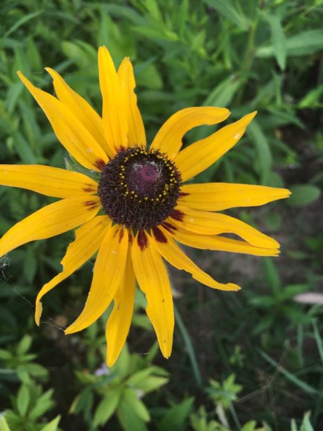 5E85E8EE-AE20-4C60-9D59-B7B8F5B64096 - Flori la balta 2018