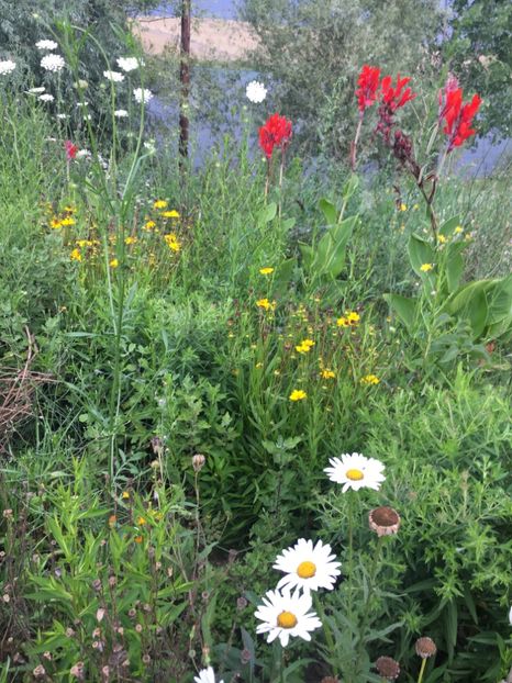 30750603-214E-4284-A6BC-672382102998 - Flori la balta 2018