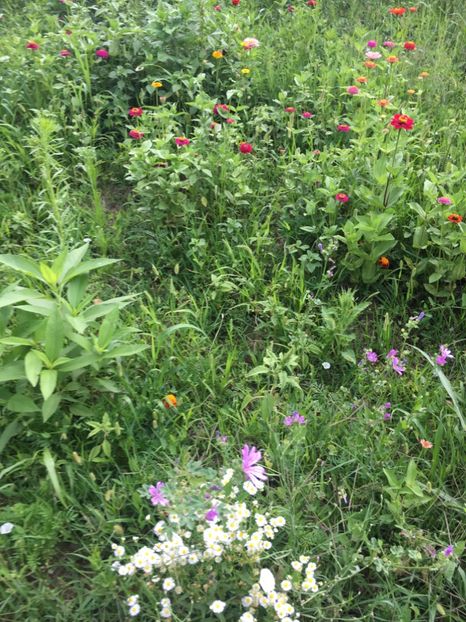 E8062FE3-ED4D-490C-9709-D7330F298436 - Flori la balta 2018