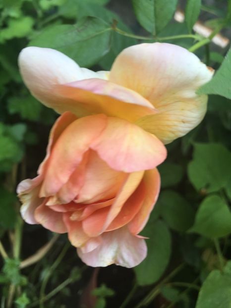 40FB8DDA-4A3C-4144-82FB-9FDEC3A3A4AF - Trandafiri 2018 ll