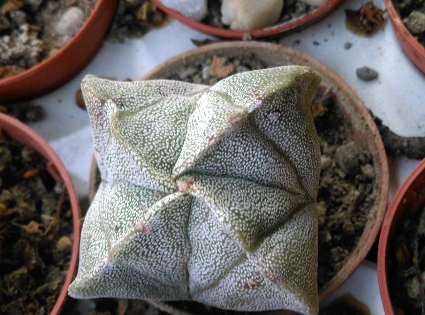  - Astrophytum 2018