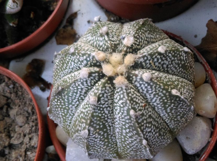  - Astrophytum 2018