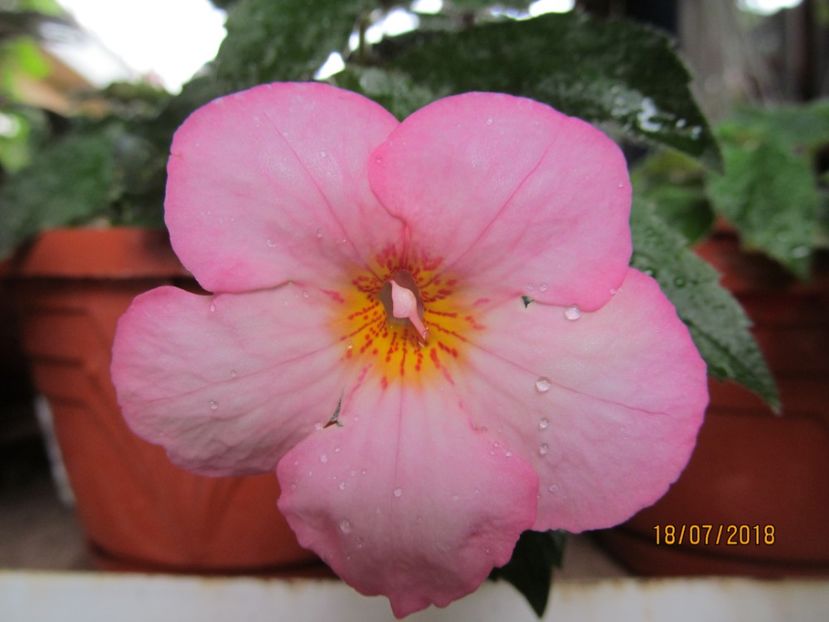 Christmas Lollypop - ACHIMENES 2020 - VANZARI HIBRIZI